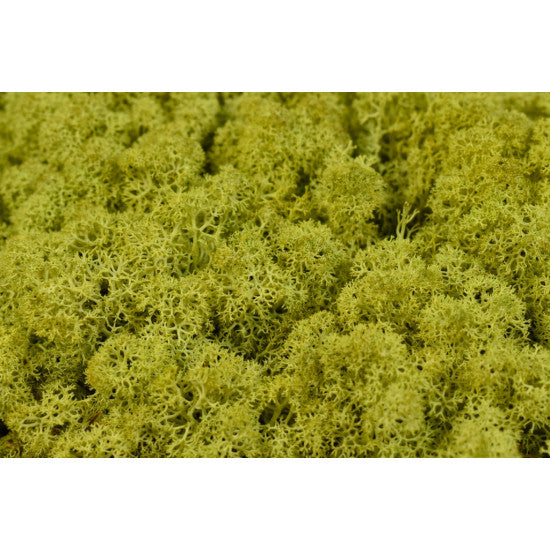 Muschi islanda 500g verde pal