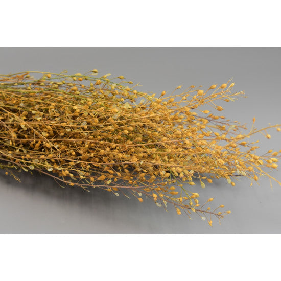 Lepidium atraxa 100g natur