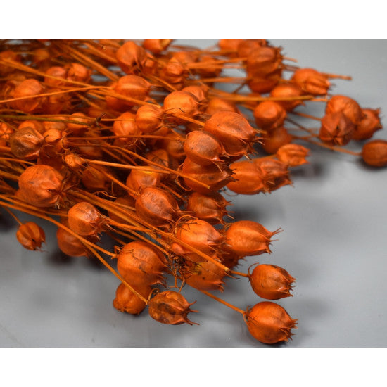 Nigella damascena 100g portocaliu