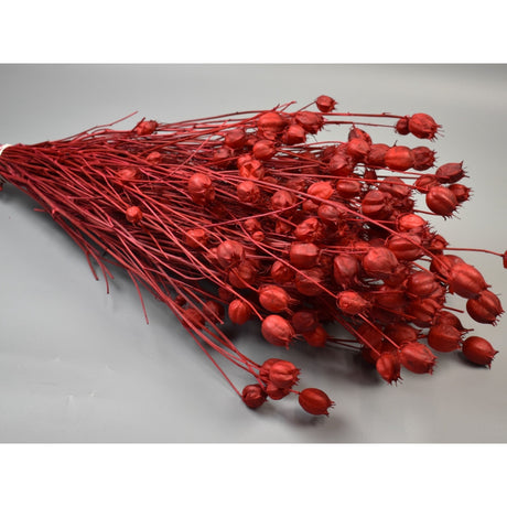 imagine produs Nigella damascena 100gr rosu