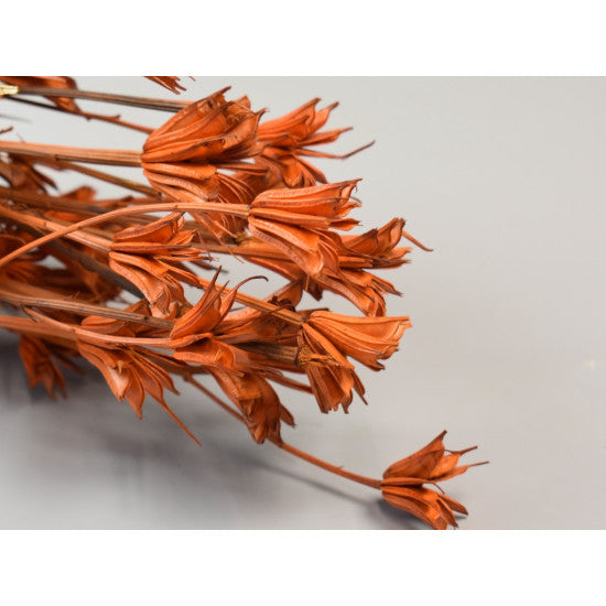 Nigella orientale 100gr portocaliu