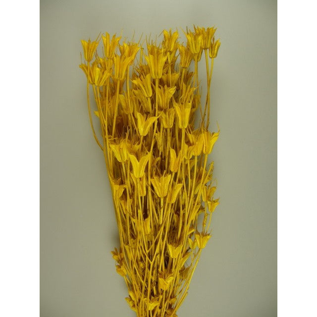 Nigella orientale 100gr inalbit galben