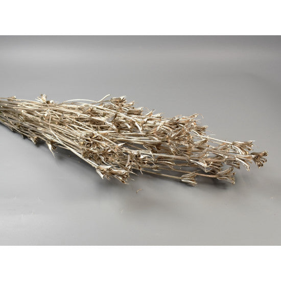 Nigella 100gr sampanie