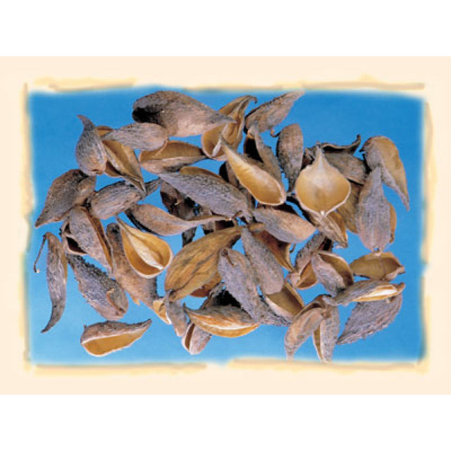 imagine produs Tutun salbatic natur