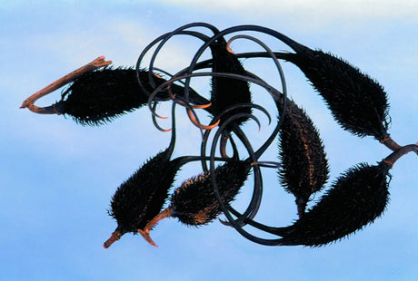 imagine produs Capra neagra natur