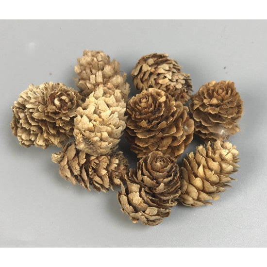 Conuri de larici crem