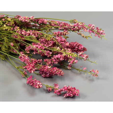 Delphinium roz natur 0.1kg/legatura