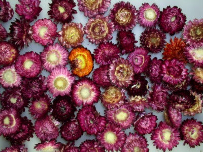 imagine produs Capete flori de paie natur mov