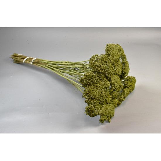 Achillea vopsit verde oliv