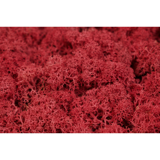 Muschi islanda 500g rosu(ERIKA)
