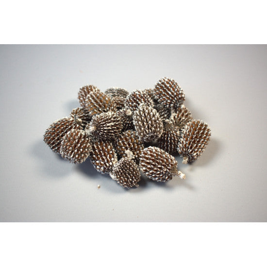 Casuarina xxl inzapezit