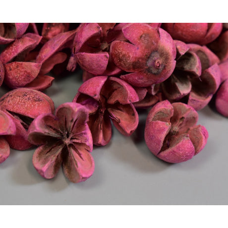 Roade lalea inalbit roz