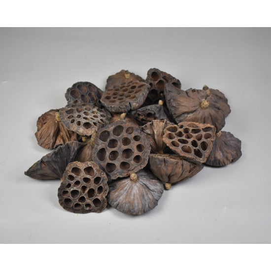 Lotus mijlociu 6-8cm natur