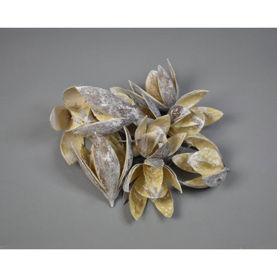 Wild lily cu chiciura