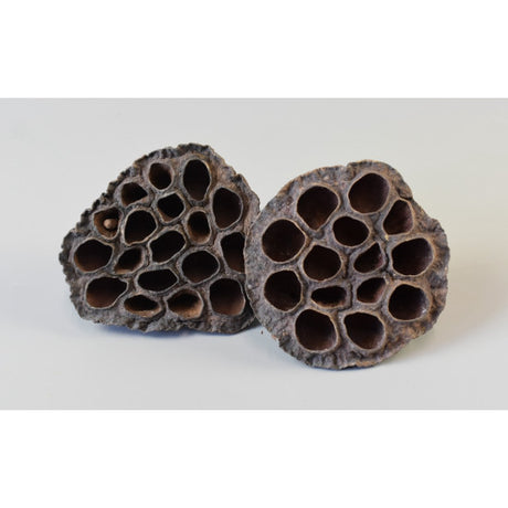 Lotus mixt 1kg natur