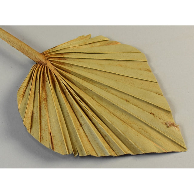 Frunza palmier mediu natur