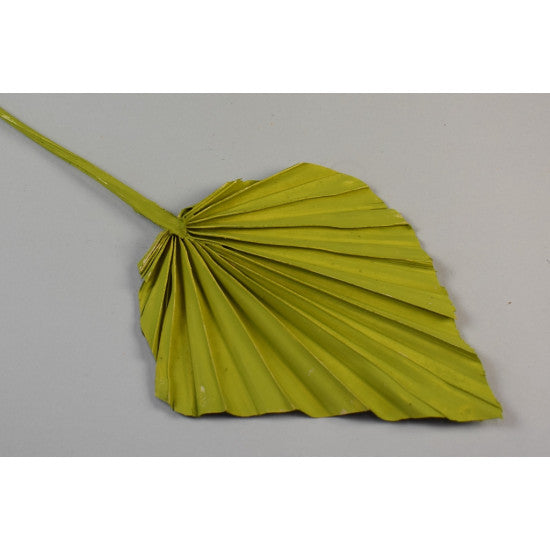 Frunza palmier mediu vopsit verde oliv