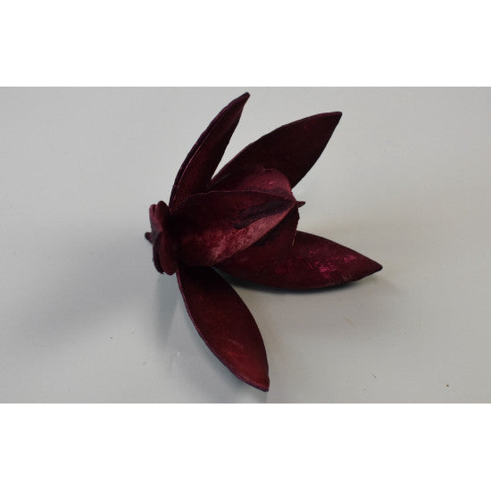Wild lily bordeaux
