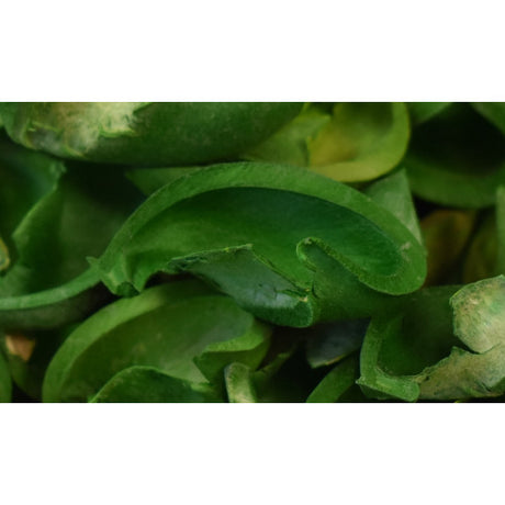 Urechisori inalbit verde deschis