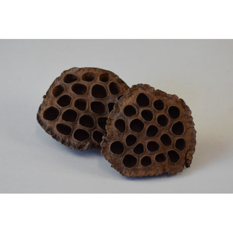 Lotus extra 10-cm natur