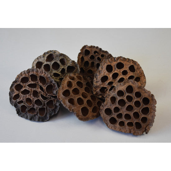 Lotus extra 10-cm natur