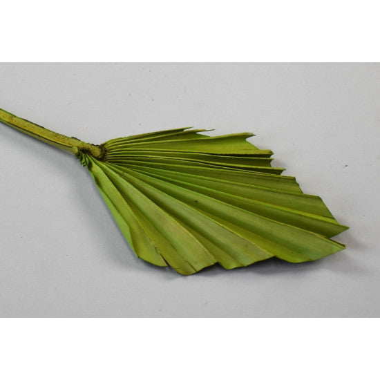 Frunza palmier mini verde deschis