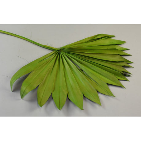 Frunza palmier soare verde deschis