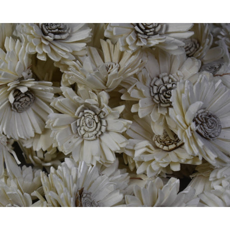 Capete floarea soarelui ming 4cm natur