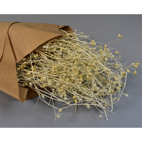 Choriandru Dhania 50gr in hartie inalbit