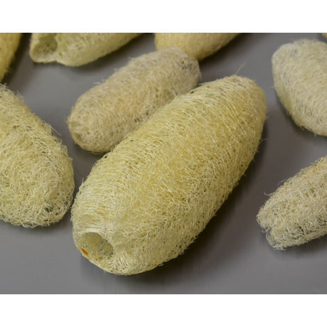 Luffa 8-10cm inalbit