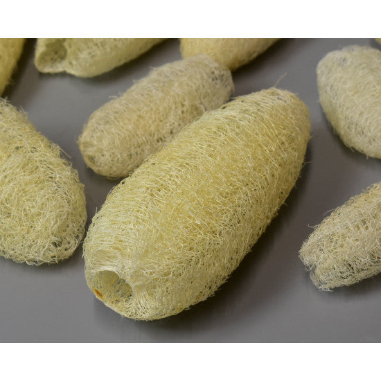 Luffa 8-10cm inalbit