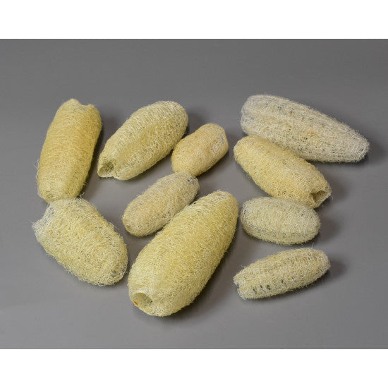 Luffa 8-10cm inalbit
