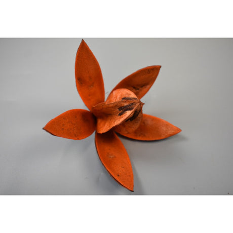 Wild lily portocaliu