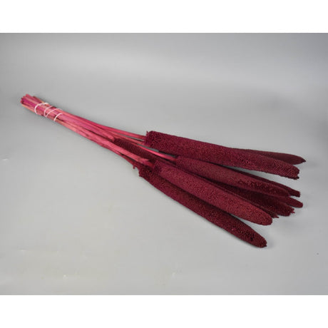 Babala bordeaux