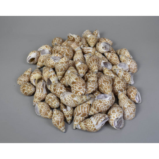Scoici Pura muttai-Babelcsiga 1kg natur