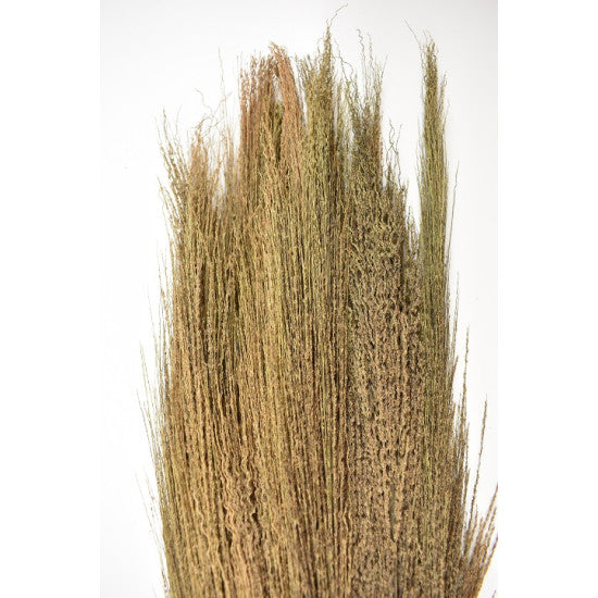 Matura din pana de stuf 100gr H:90-100cm natur