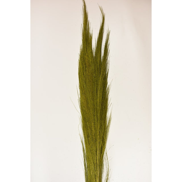 Matura din pana de stuf 100gr H:90-100cm verde muschi