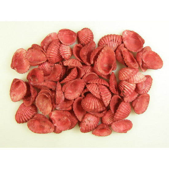Scoici Chippi-Szívkagyló 3-5cm rosu