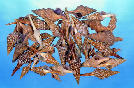 imagine produs Scoici chinna thirukkani-tundercsiga 1kg
