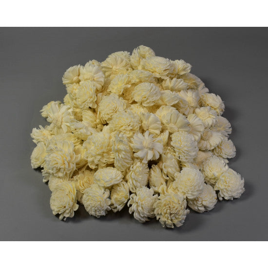 Cap anemone ming 4cm preparat inalbit S/150