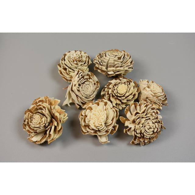 Capete anemone ming 4cm cirmos S/25
