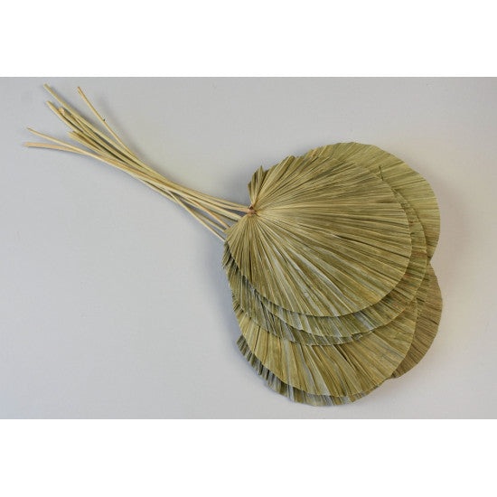 Frunza palmier rotund 15cm natur