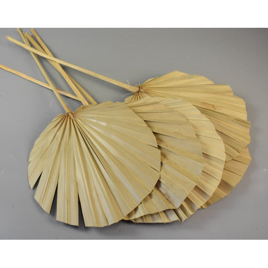 Frunza palmier rotund urias natur