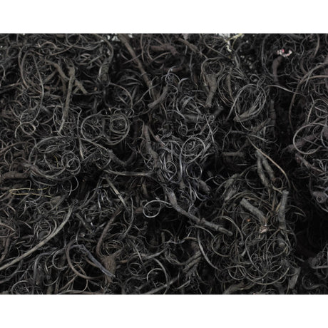 Curly moos inalbit negru