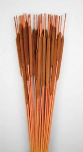 imagine produs Typha india maro