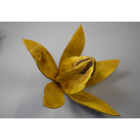 Wild lily galben