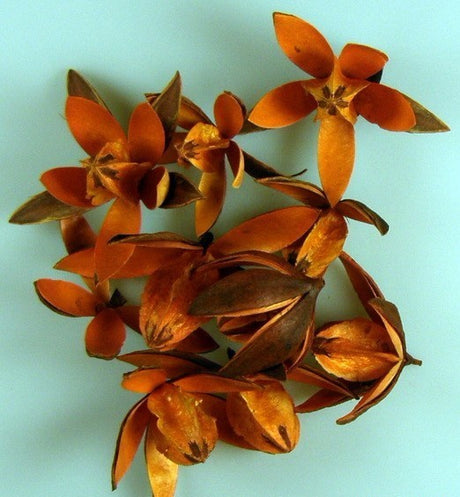 imagine produs Wild lily