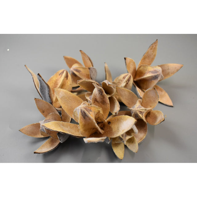 Wild lily brumat