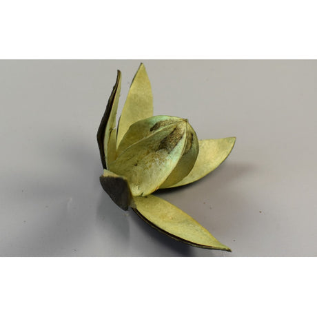 Wild lily aqua
