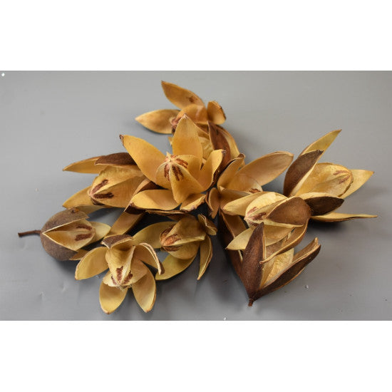 Wild lily natur promo